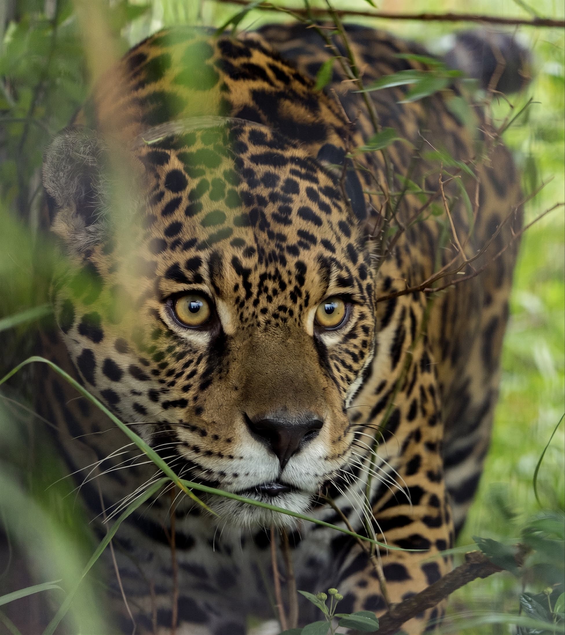 Jaguar