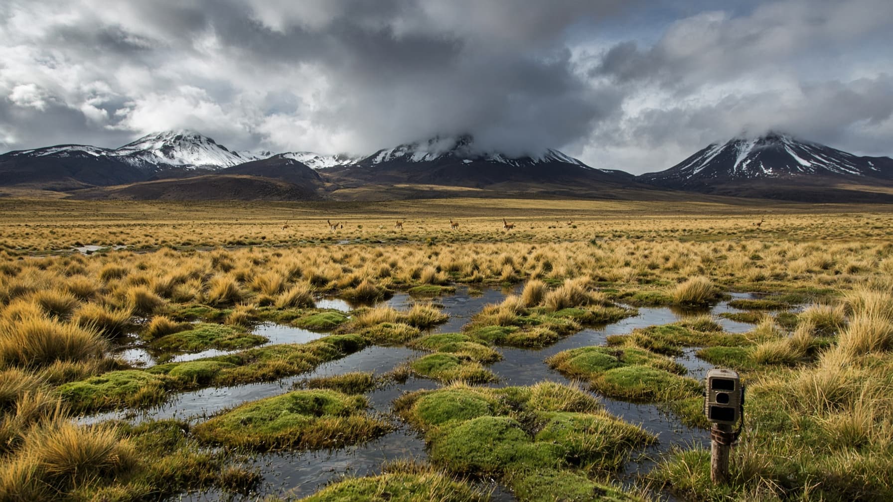 High-Andean wetland · Puna